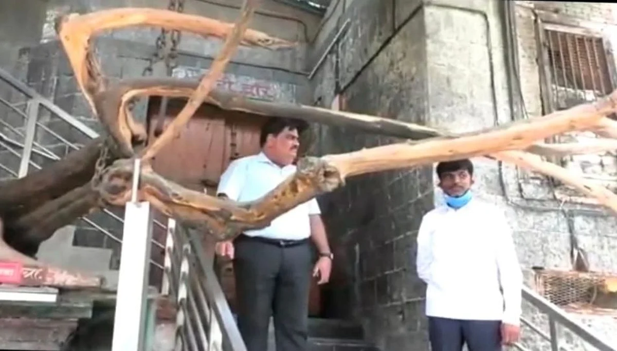 विठ्ठल मंदिरातील शंभर वर्षांपूर्वीच्या तरटीच्या वृक्षाची पुनर लागवड