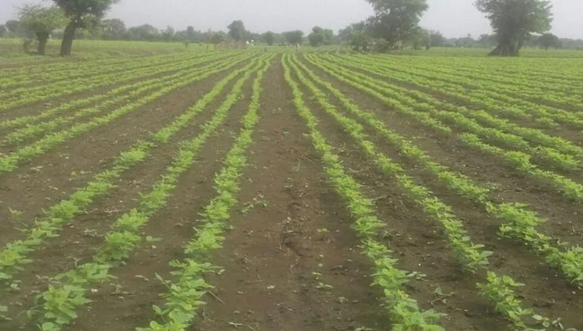 पाऊस आला पण उशीर झाला..उडीद, मुग, सोयाबीनच्या पेरण्या गेल्या वाया