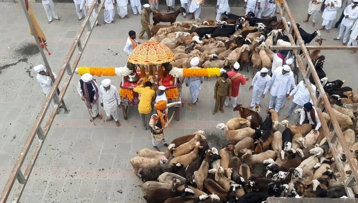 संत तुकाराम महाराज यांच्या देहूत मेंढ्यांच रिंगण...