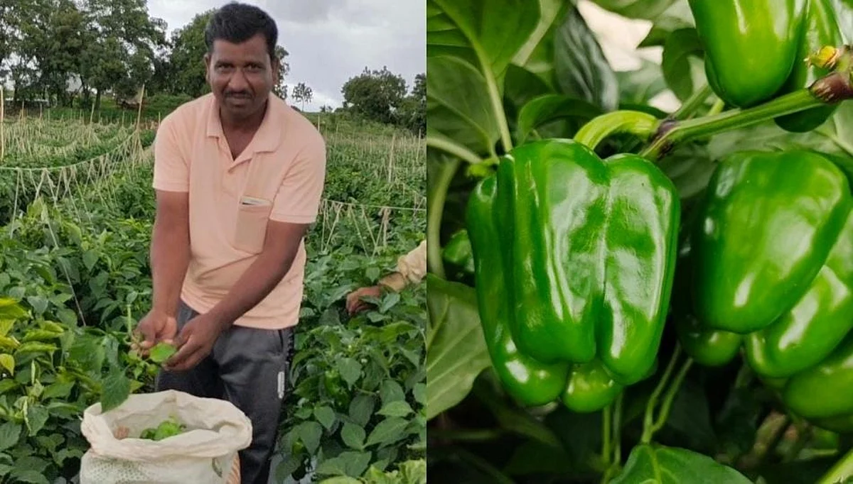 ढोबळी मिर्ची पिकवणारं गाव! बीड जिल्ह्यातील शेतकरी बनत आहेत लखपती