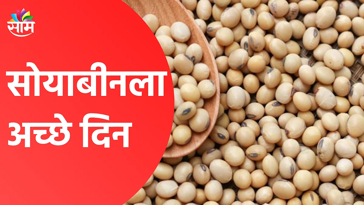 सोयाबीनला येणार अच्छे दिन! ; भावात वाढ होण्याची शक्यता
