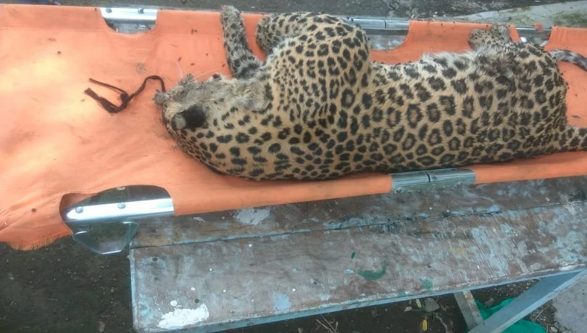 एमआयडीसी राष्ट्रीय महामार्गालगत आढळला मृत बिबट