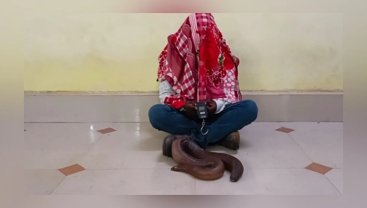 Sand boa Snake : अकोल्यात मांडूळ सापाची तस्करी; एकाला अटक