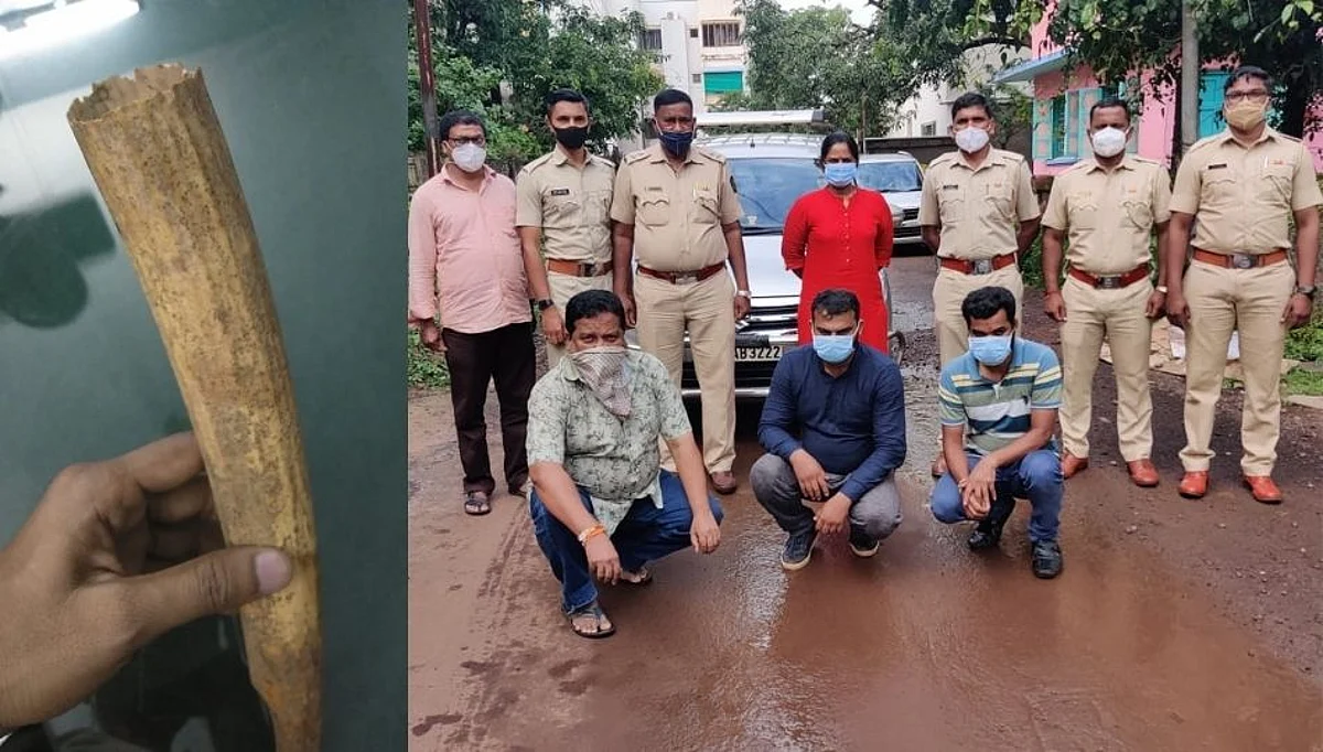वालरस या जलचर प्राण्याच्या दातांच्या तस्करीचा पर्दाफाश, आरोपीला अटक