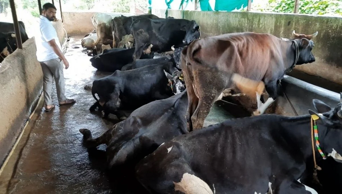 मावळात सत्तर टक्के जनावरांना लंपी रोगाची लागण