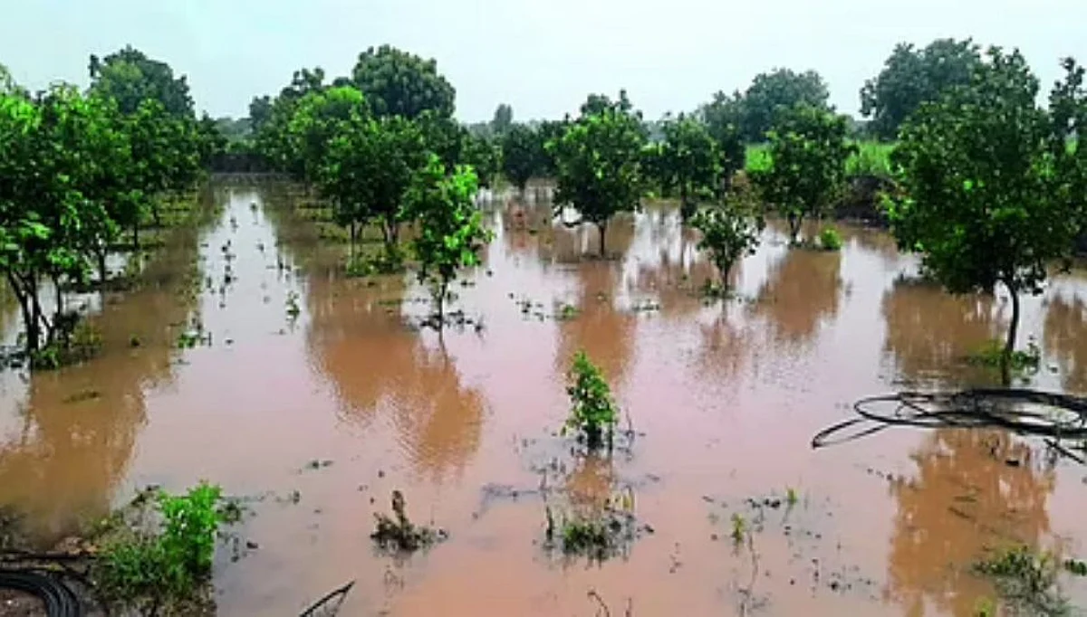 अतिवृष्टी झाल्याने मराठवाड्यातील शेतकऱ्यांवर 'ओल्या दुष्काळा'चे संकट!