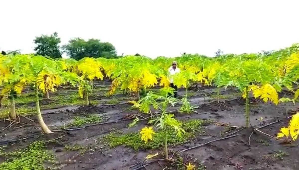 ठेकेदाराची एक चूक अन् शेतकऱ्याचं दोन लाखांचं नुकसान
