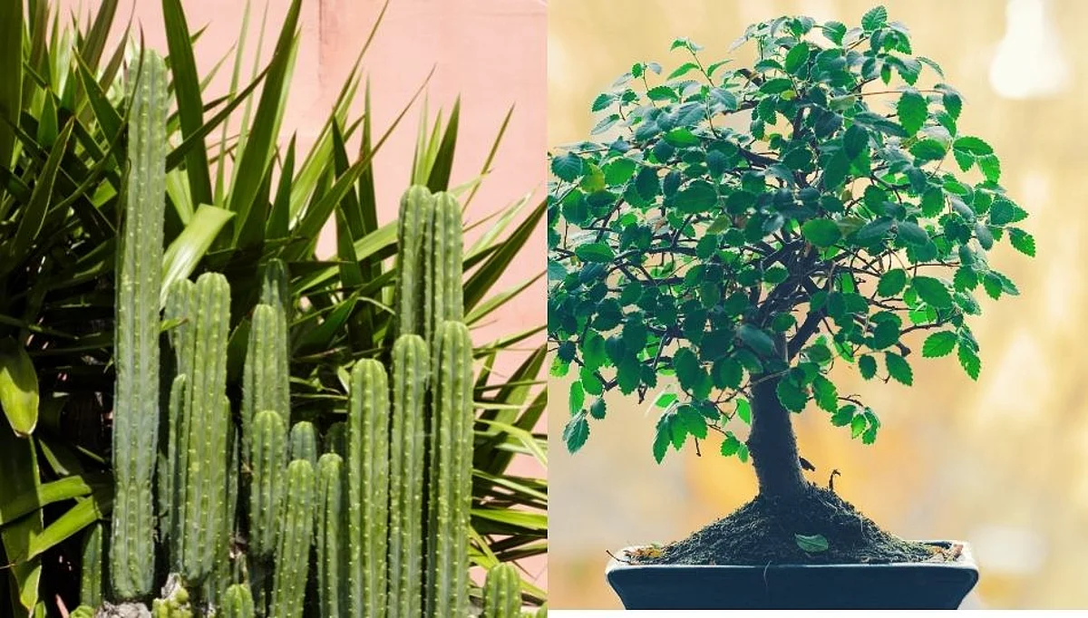 Vastu tips: चुकूनही घरात ठेवू नका 'ही' सात प्रकारची झाडे