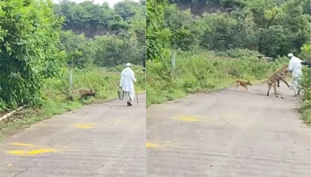 तरसाचा दोघांवर हल्ला, थरार मोबाईलच्या कॅमेऱ्यात कैद (पहा व्हिडिओ)