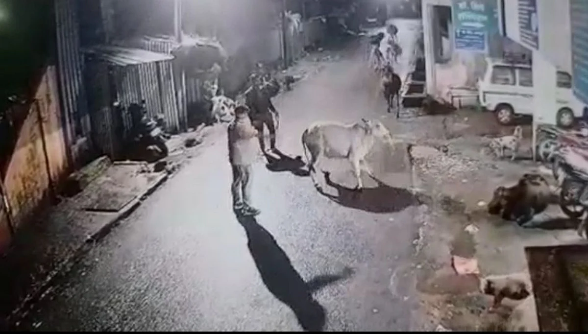 Lonavla: गाईंना बेशुद्ध करून पळविण्याचा प्रकार सीसीटीव्हीत कैद