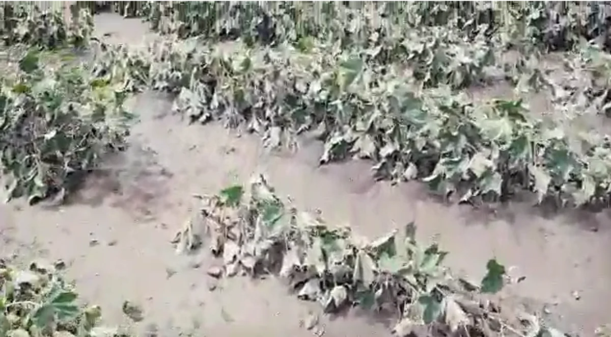 नाशिक, जळगावात महापुरानंतर मंत्र्यांचे केवळ दौरे; शेतकऱ्यांना मदत कधी?