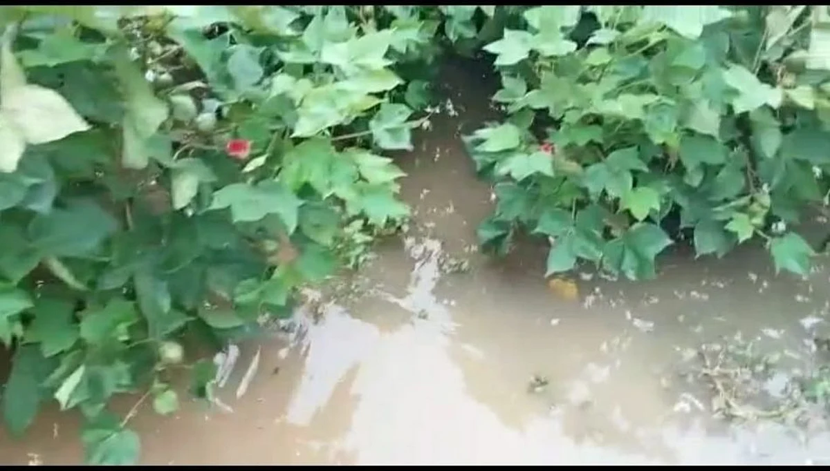 मुसळधार पावसाने अमरावतीतील जनजीवन विस्कळीत; शेतीचे प्रचंड नुकसान