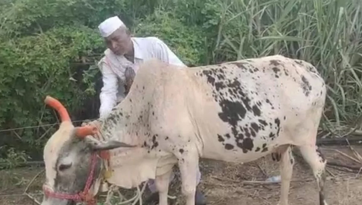 अजब घटना! न वेता आणि न गाभण राहता गाय देते चक्क 3 लिटर दूध