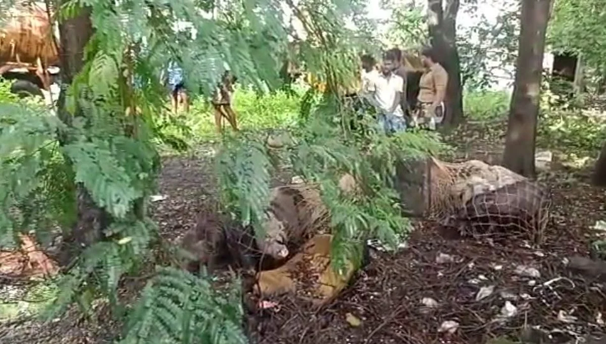 नागपूरातील मोकाट डुक्कर निघाले तामीलनाडूला; पकडली ४०० हून अधिक डुकरे