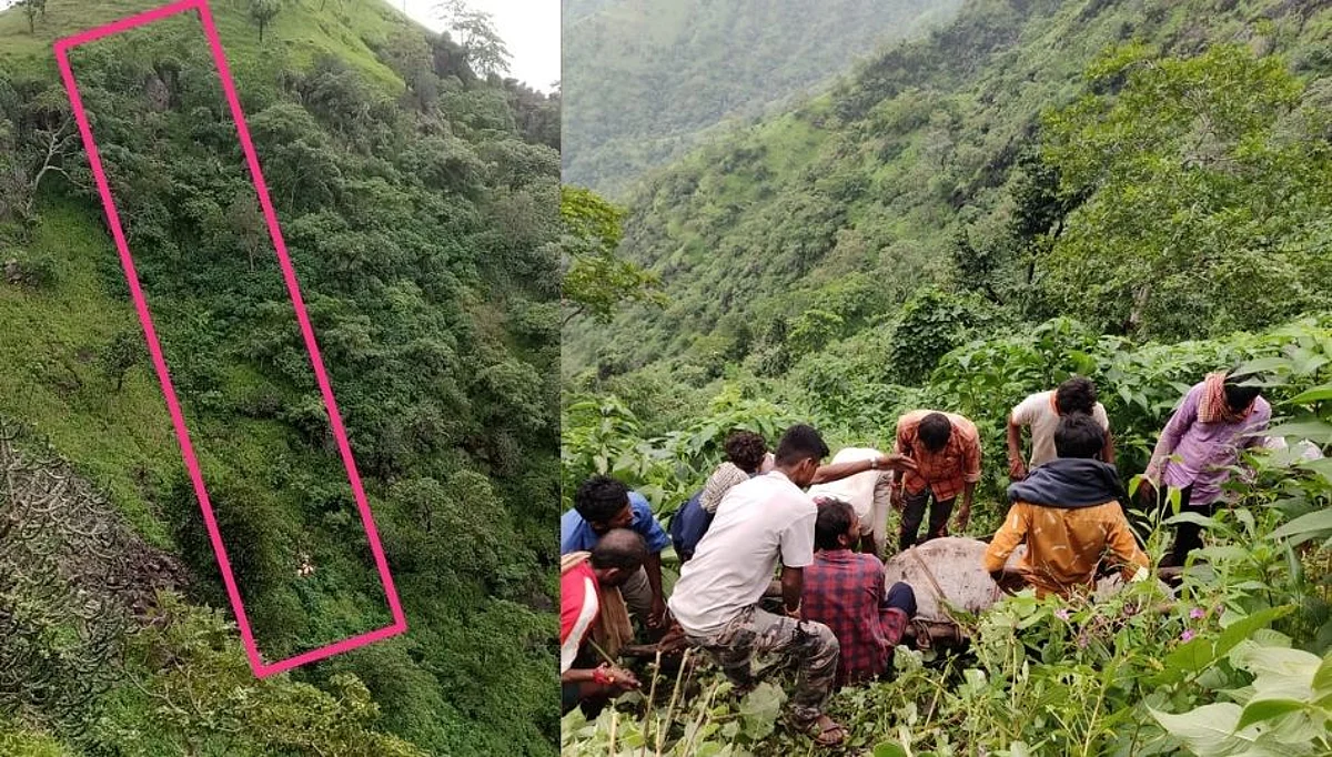 गावकऱ्यांच्या मदतीने गायीला जीवदान; पाय घसरून पडली पाचशे मीटर खाली दरीत