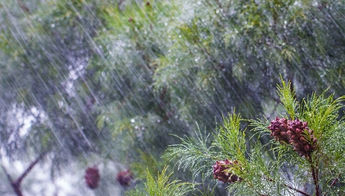 Konkan Rain Update : दापोली- चिपळूणला सतर्कतेचा इशारा