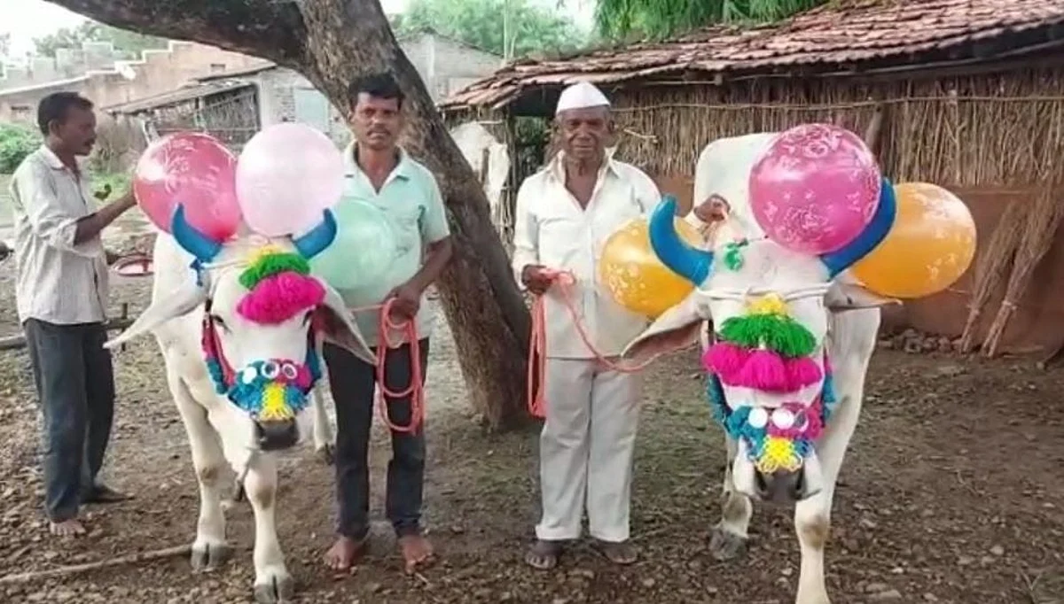 Nandurbar: शेतकऱ्यांसोबत राबणाऱ्या सर्जा राजाचा बैलपोळा सण उत्साहात साजरा