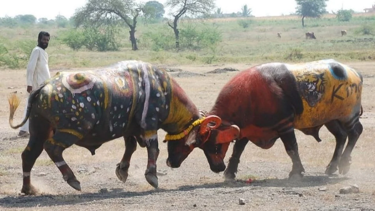 रेड्याच्या झुंजी लावून जुगार खेळल्याप्रकरणी चौघांविरुद्ध गुन्हा दाखल