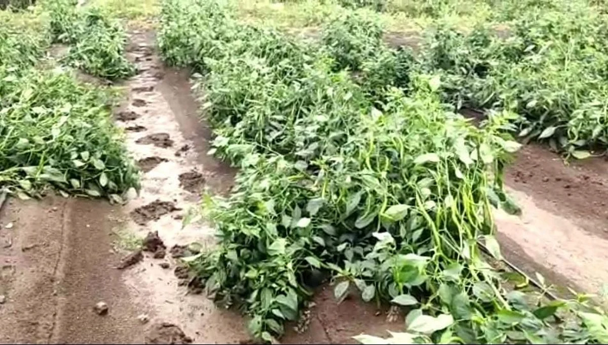 शहादा तालुक्यात पावसामुळे मिरची, पपई, ऊसाचे नुकसान