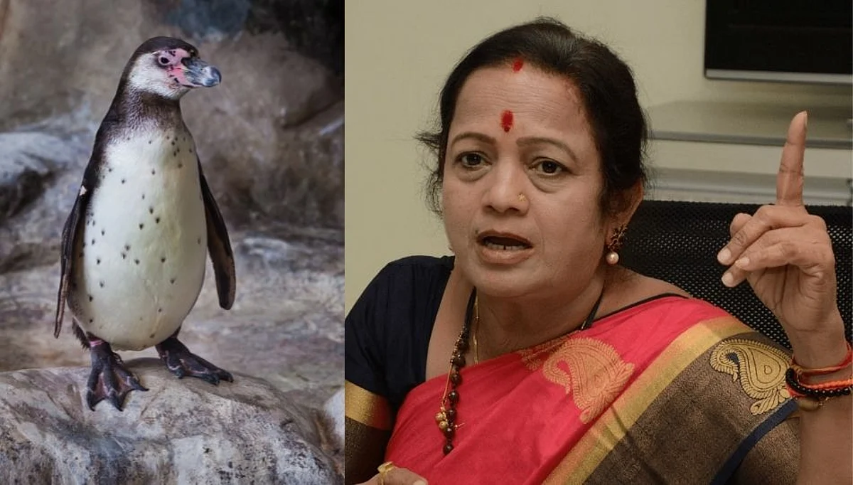 पेंग्विनमुळं राजकीय वातावरण तापलं! पेंग्विनचा खर्च ऐकून थक्क व्हाल