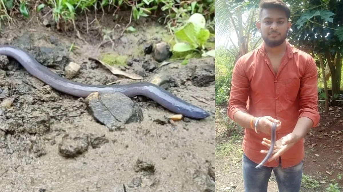विक्रमगडमध्ये आढळला सापासारखा दिसणारा दुर्मिळ प्रजातीचा 'देवगांडूळ'...
