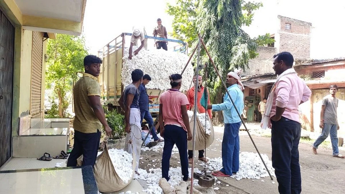पांढरं सोनं चकाकणार! दसऱ्याच्या मुहूर्तावर कापसाला 6 हजार पार भाव