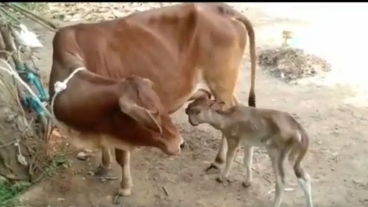 ओडिशात जन्मले 2 डोके आणि 3 डोळ्यांचे वासरु, पुजेसाठी लोकांची गर्दी; पाहा Video
