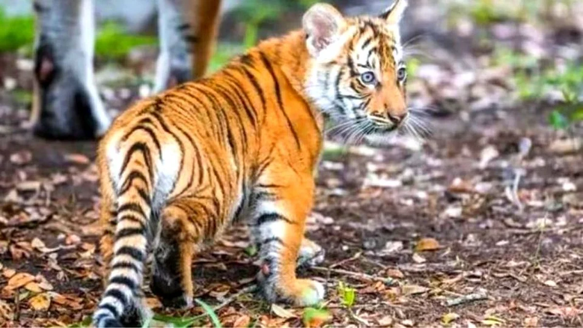 Nagpur : पैशांचा पाऊस पाडण्याच्या हव्यासापोटी वाघाच्या बछड्याची शिकार!