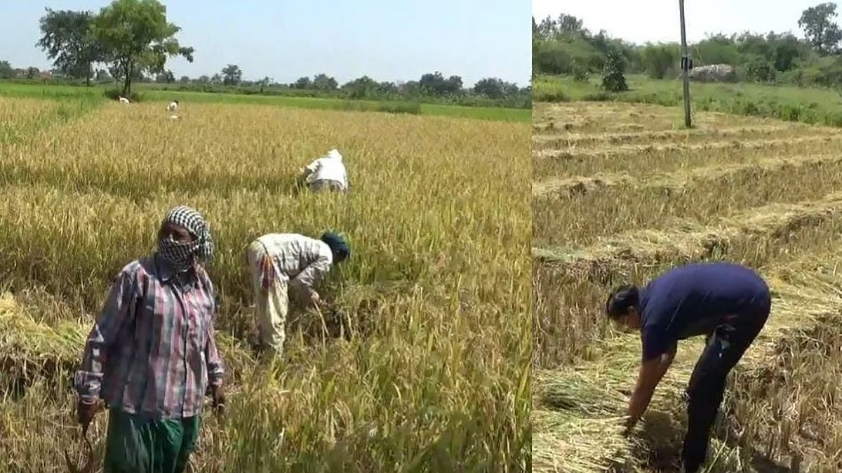 महाराष्ट्र बंद: 'तो' आजही शेतात राबतोय, शेतकऱ्याला सुट्टी नाहीच...