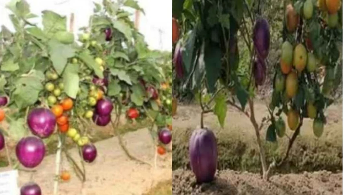 ऐकावं ते नवलचं! हे ‘ब्रिमॅटो’चं रोप एकाचवेळी देतं टोमॅटो आणि वांगी