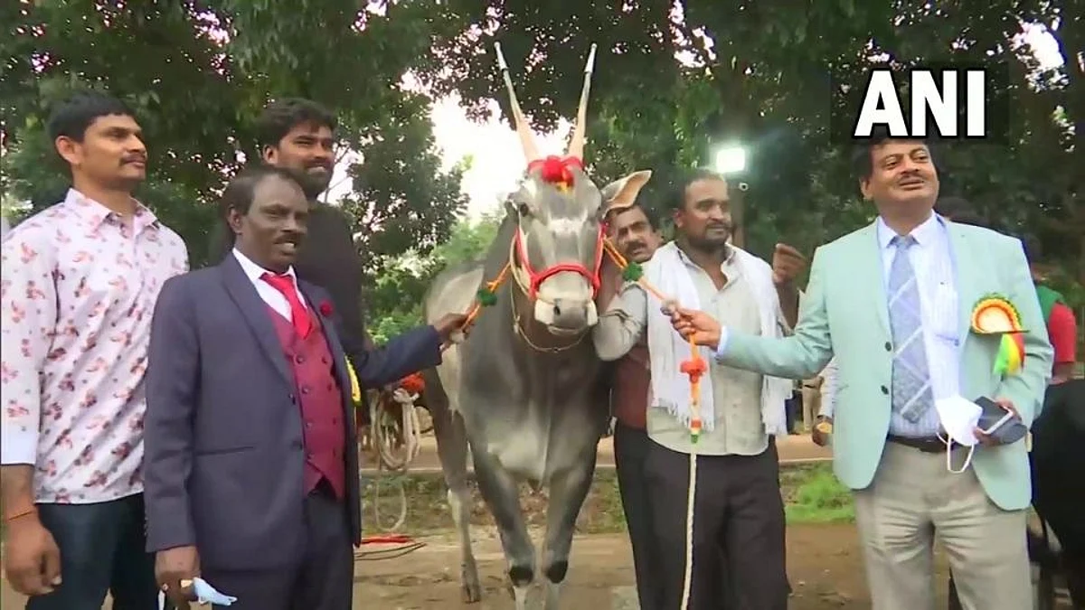 बंगळुरूच्या कृषी मेळाव्यात 1 कोटीचा बैल; बैलाचे विर्य विकते हजारात