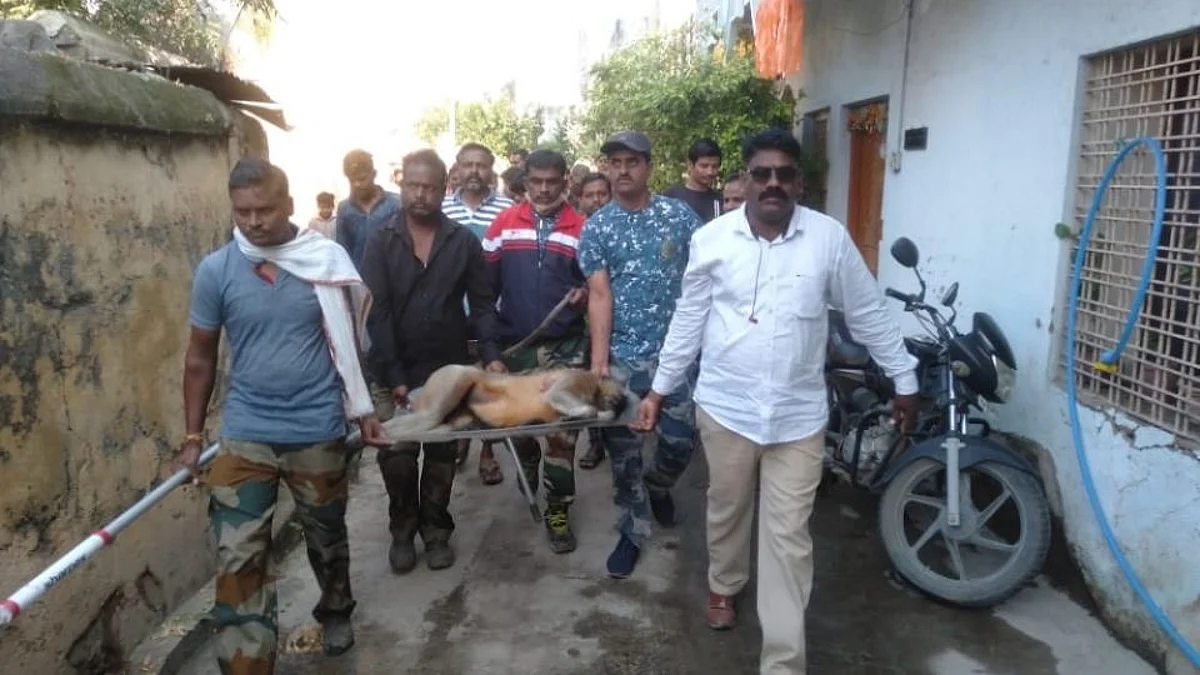चवताळलेला माकड अखेर जेरबंद; पाच बालकांना घेतला होता चावा