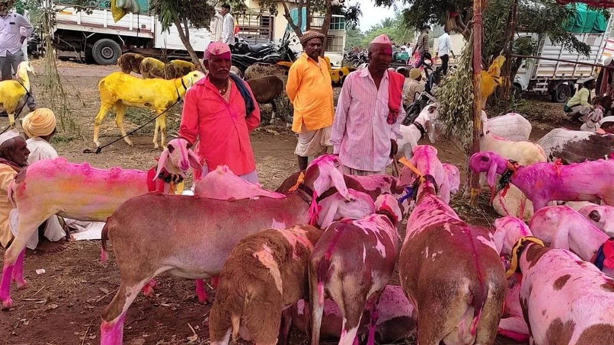 रंगवलेल्या आणि सजवलेल्या मेंढ्या-बकऱ्यांनी फुलली आटपाडीची यात्रा!