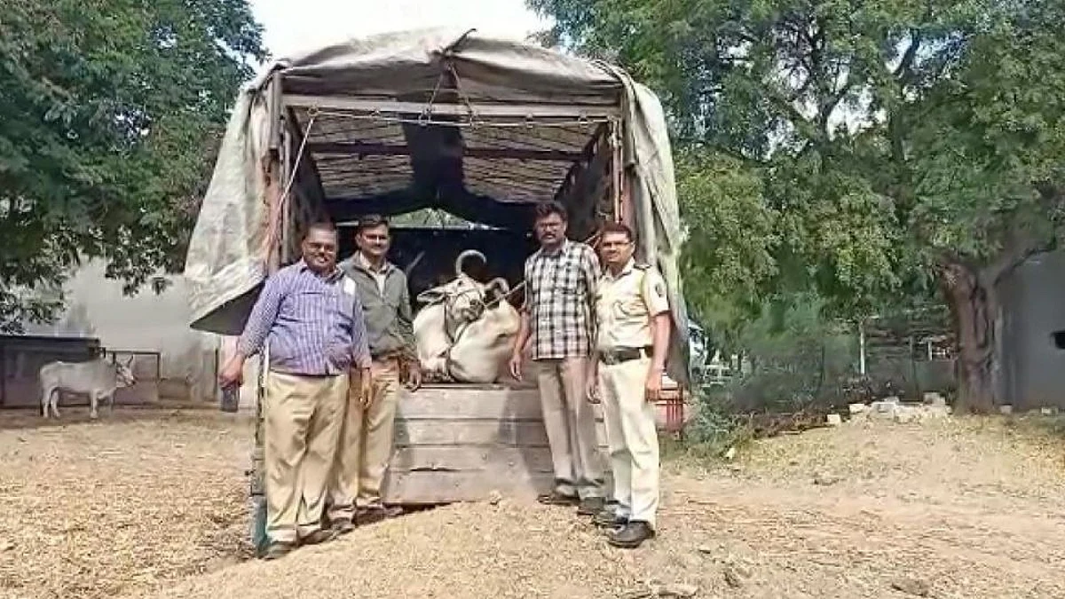कत्तलीसाठी जनावरांची वाहतुक; पोलिसांनी दोघांना घेतले ताब्यात