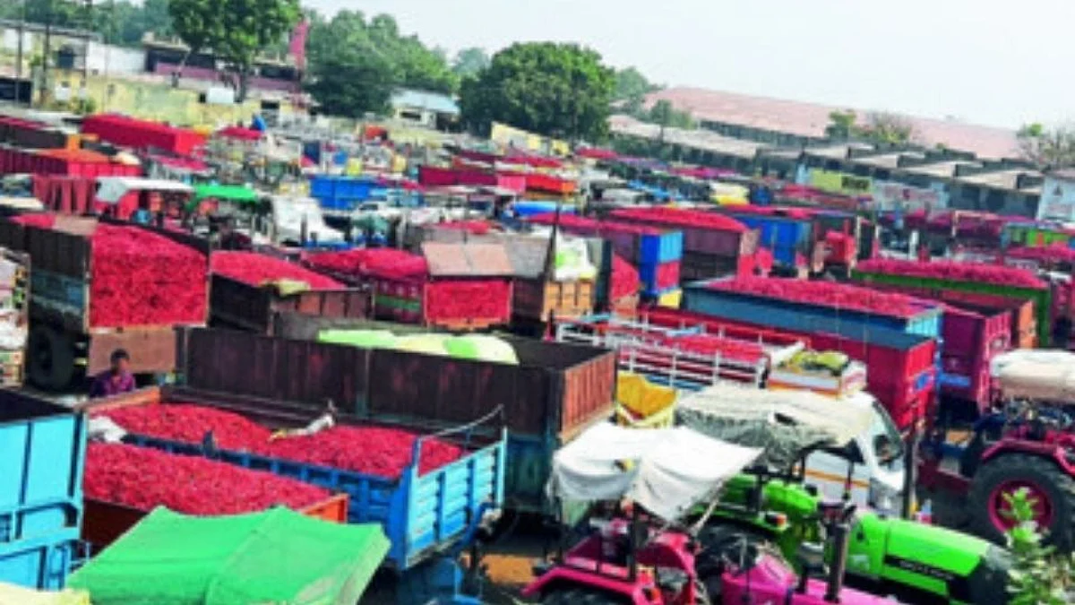 नंदुरबारला मिरचीची आवक वाढली; दरही मिळतोय चांगला