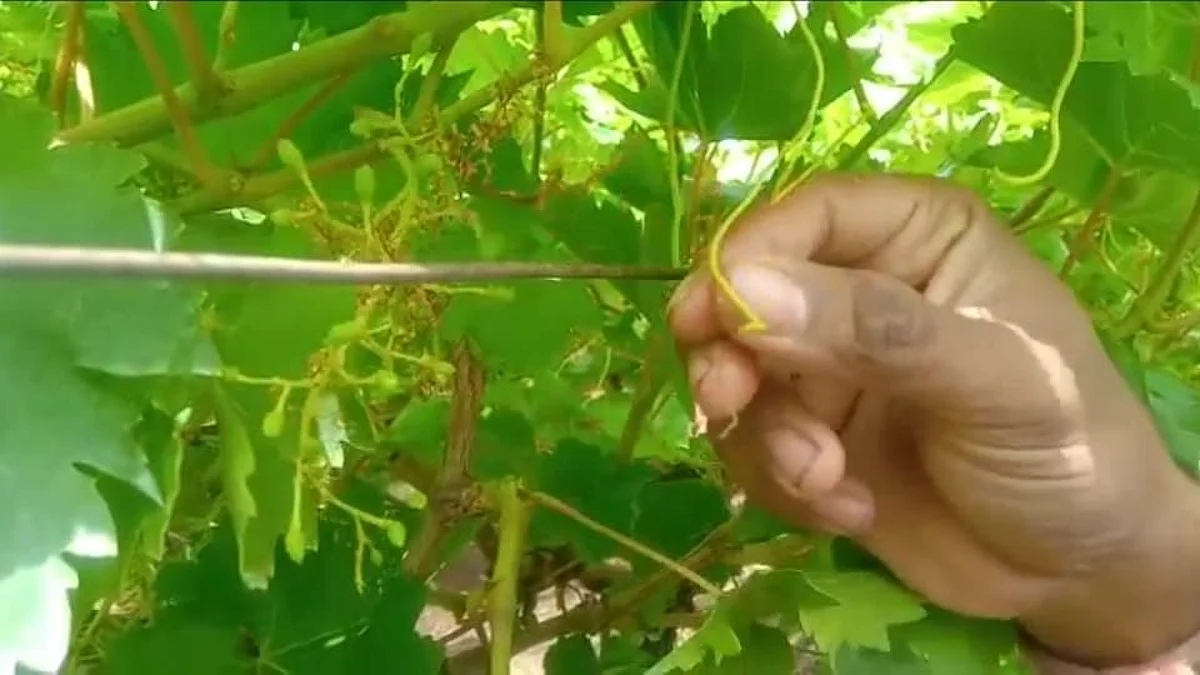अवकाळी पाऊस..द्राक्ष बागेचे लाखो रुपयांचे नुकसान