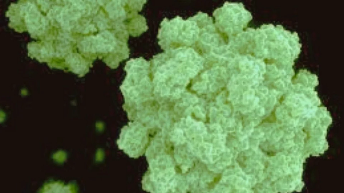 Norovirus : केरळमध्ये कोरोनानंतर आता नोराव्हायरसचं संकट ...