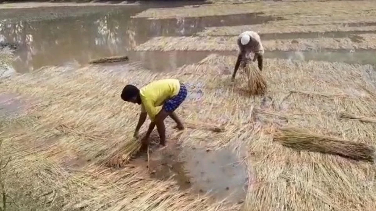 अहमदनगरमध्ये अवकाळीमुळे भात पिकांचे मोठे नुकसान