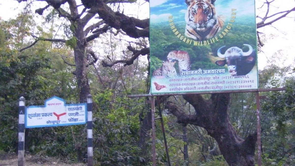 'दाजीपूरात आम्ही वाघ पाहिला'; वन विभागाची शाेध माेहिम सुरु
