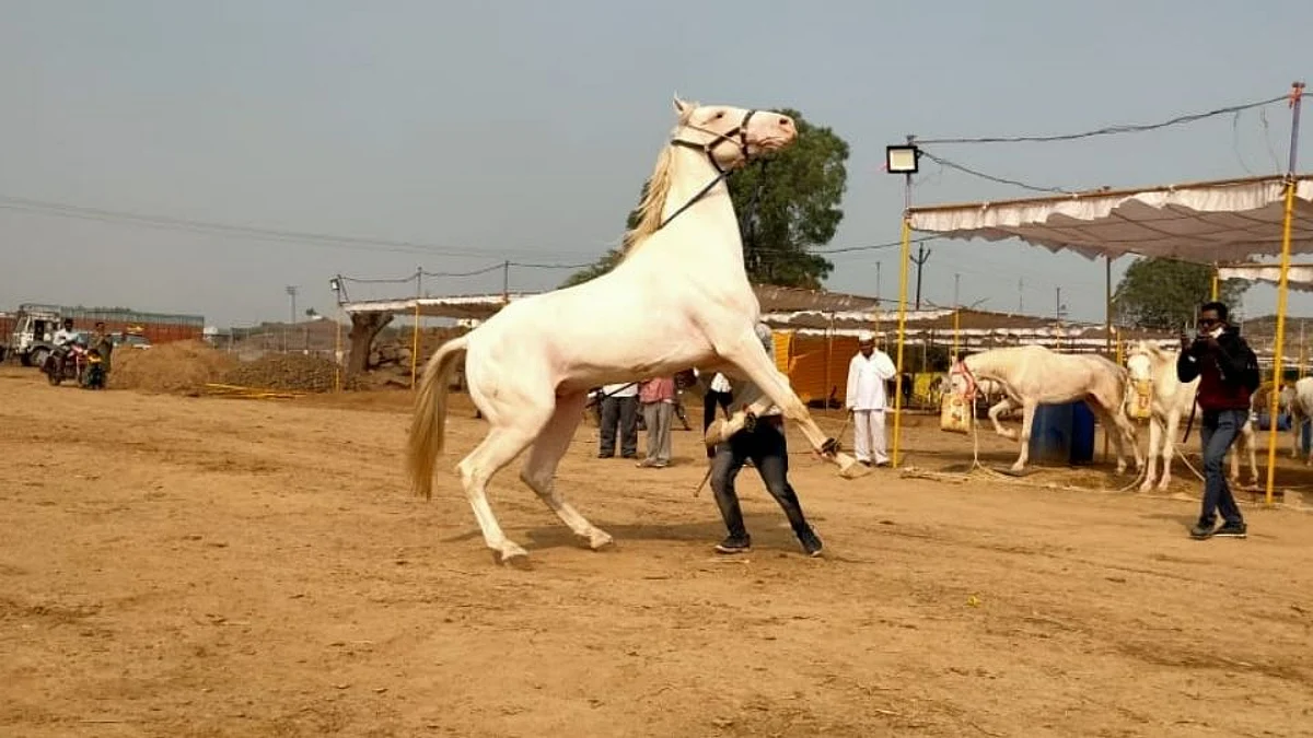 रूबी घोडीची वटच न्यारी..रोज पाच लिटर दूध अन् एक किलो गावरान तूप