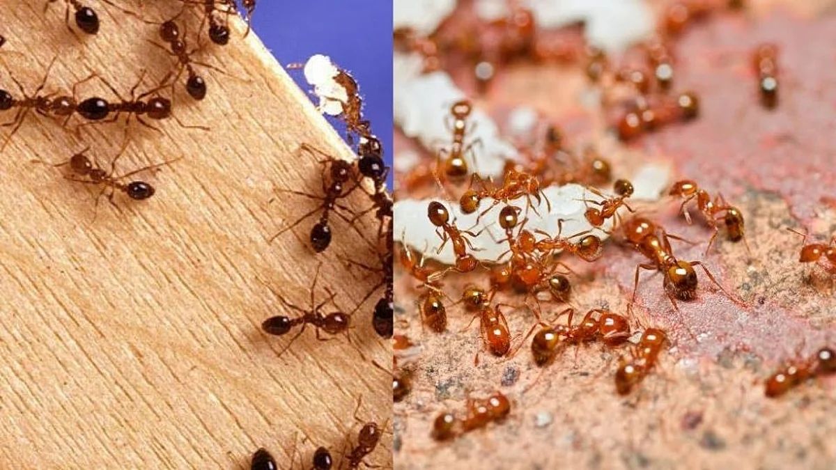 पॅरालीसीसचा उपचार घेणाऱ्या वृद्धाला रुग्णालयात चावल्या मुंग्या; गुप्तांगसह डोळ्यांना जखमा (पहा Video)