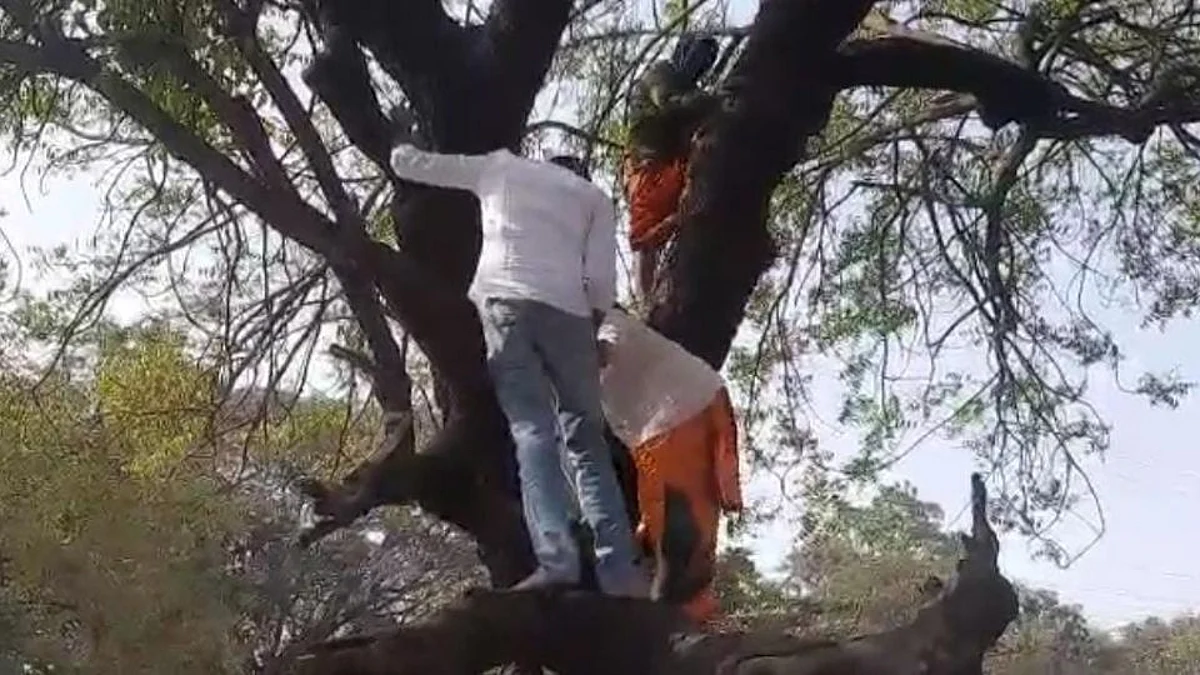 बीड: ...अन् आंदोलनकर्त्या महिलांना उतरवायला स्वतः झाडावर चढले आमदार!