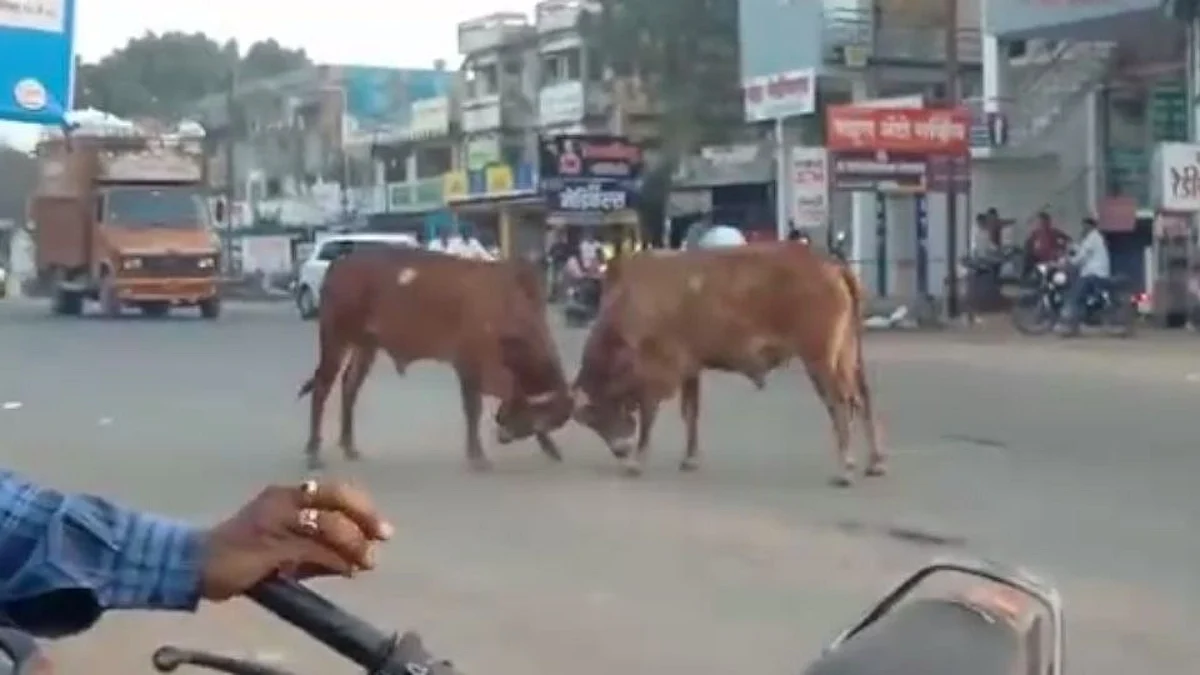 Beed Bullfighting