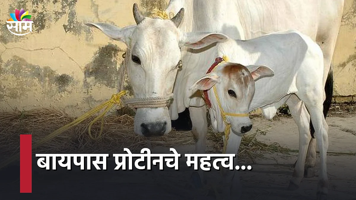 Bypass Protin : बायपास प्रोटीनचे महत्व