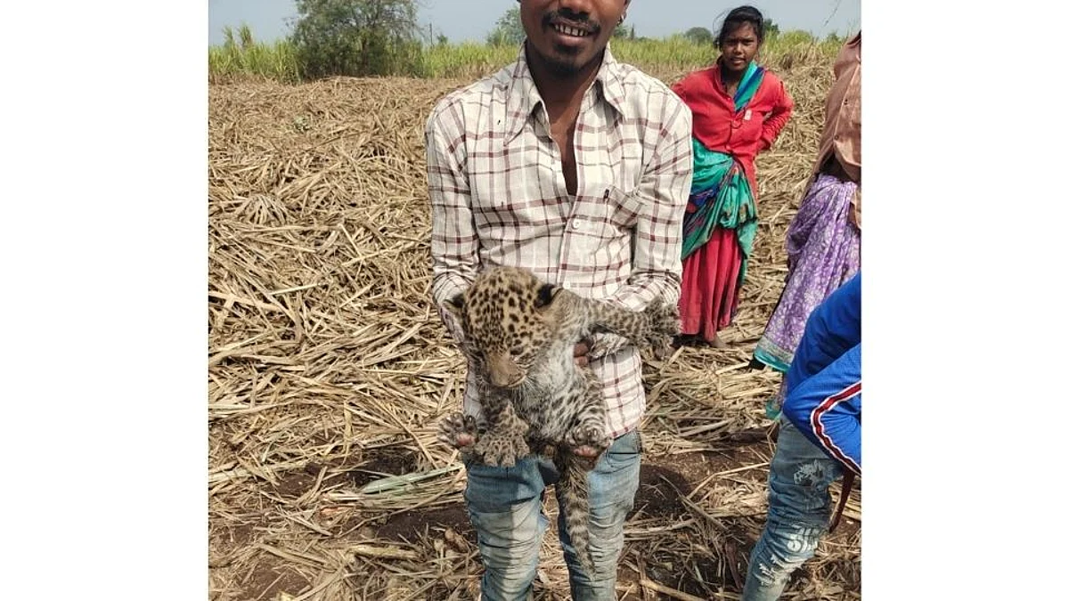 Leopard: पुन्हा बिबट्याचा मुक्तसंचार; ऊसतोड मजुरांना आढळली बिबट्याची पिल्ले