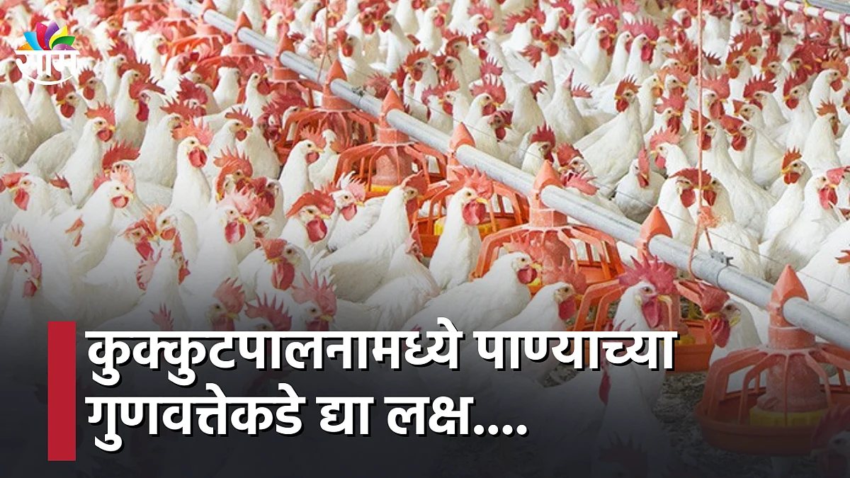 Poultry Farming : कुक्कुटपालनामध्ये पाण्याच्या गुणवत्तेकडे द्या लक्ष