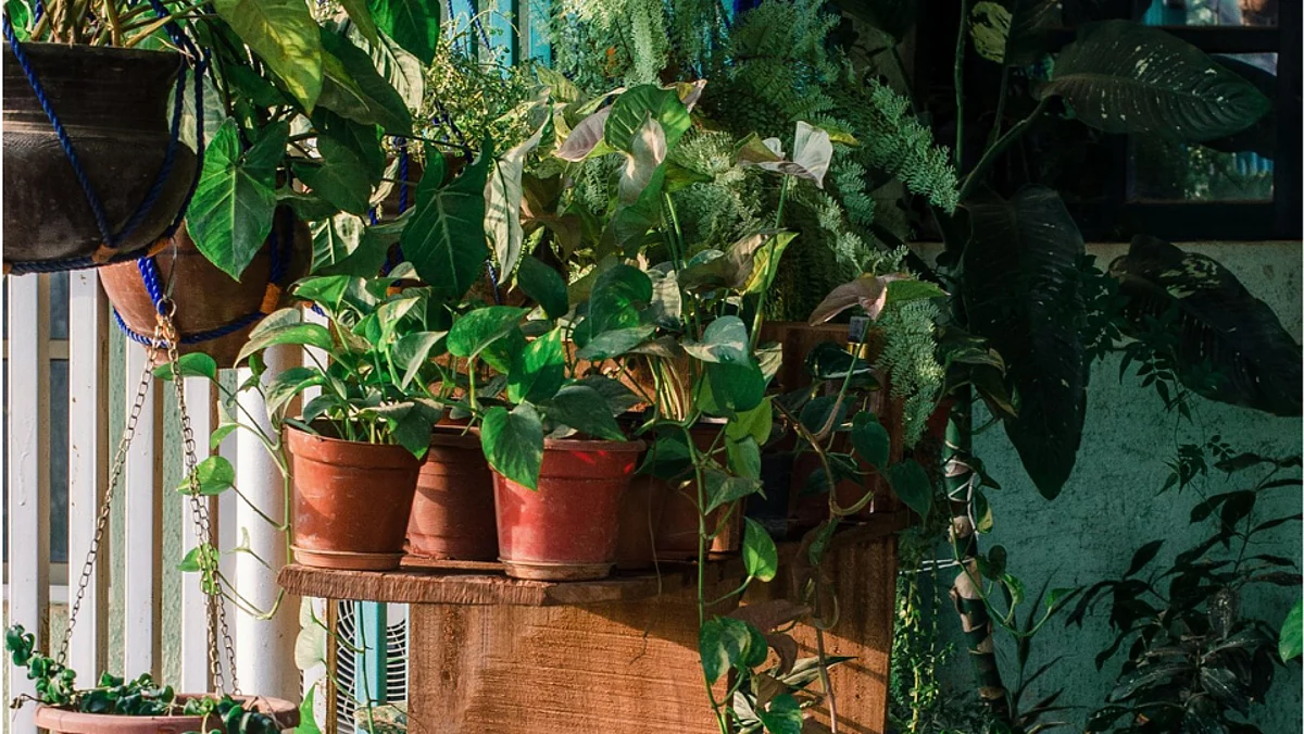 Plant Tips