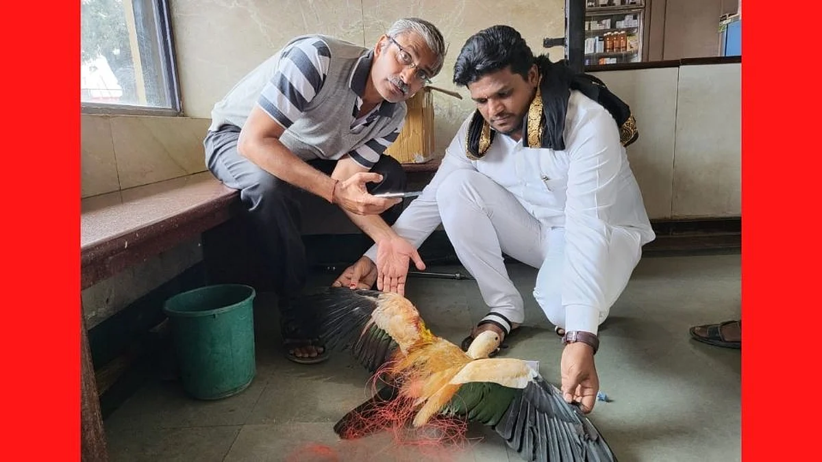 चायनीज मांजाने त्याचा पंख कापला; बदकाने पक्षी मित्राच्या हातावर सोडला प्राण !