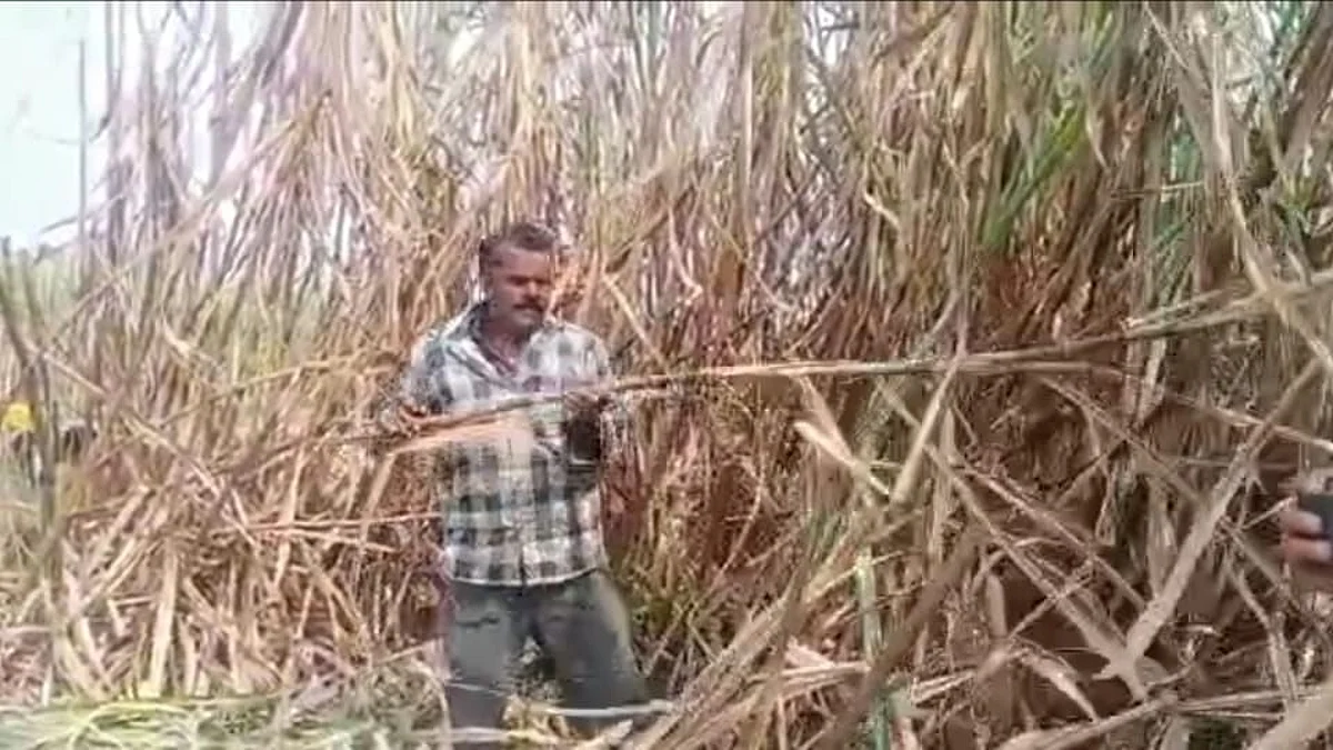 Sangli: बाप रे! एकट्याने तोडला एक-दोन नव्हे तर 16 टन ऊस; ऊसतोड मजुराचा विक्रम...