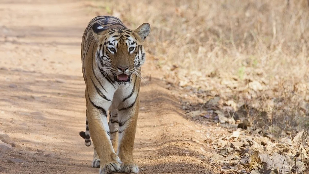 राज्यातील मिनी लॉकडाऊन मुळे ताडोबातील पर्यटन व्यवसाय अडचणीत